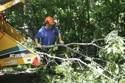 tree services Browns Valley